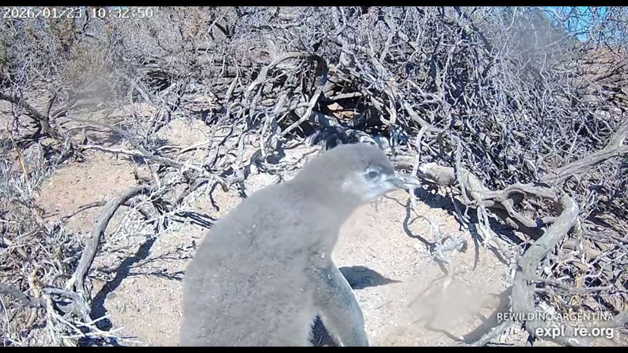A young penguin comes for a visit