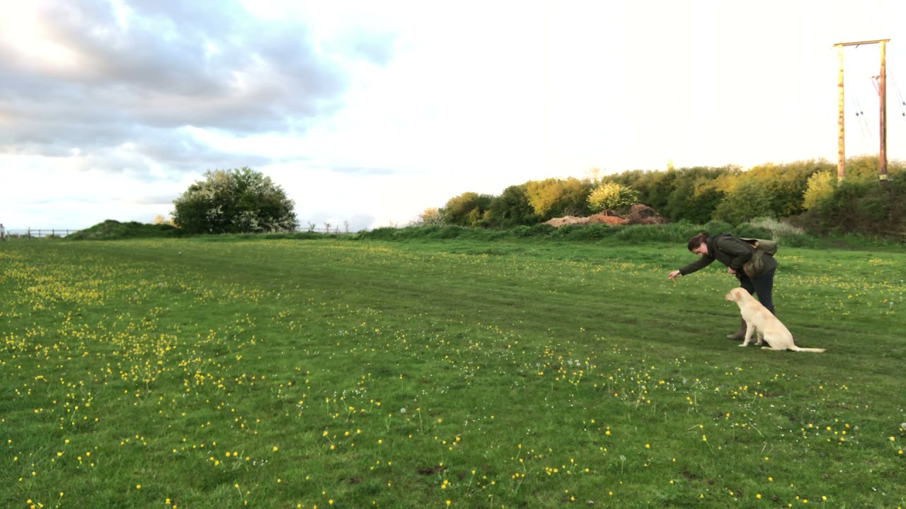 Gundog puppy retrieving - multi memory retrieve - Derrity gundog