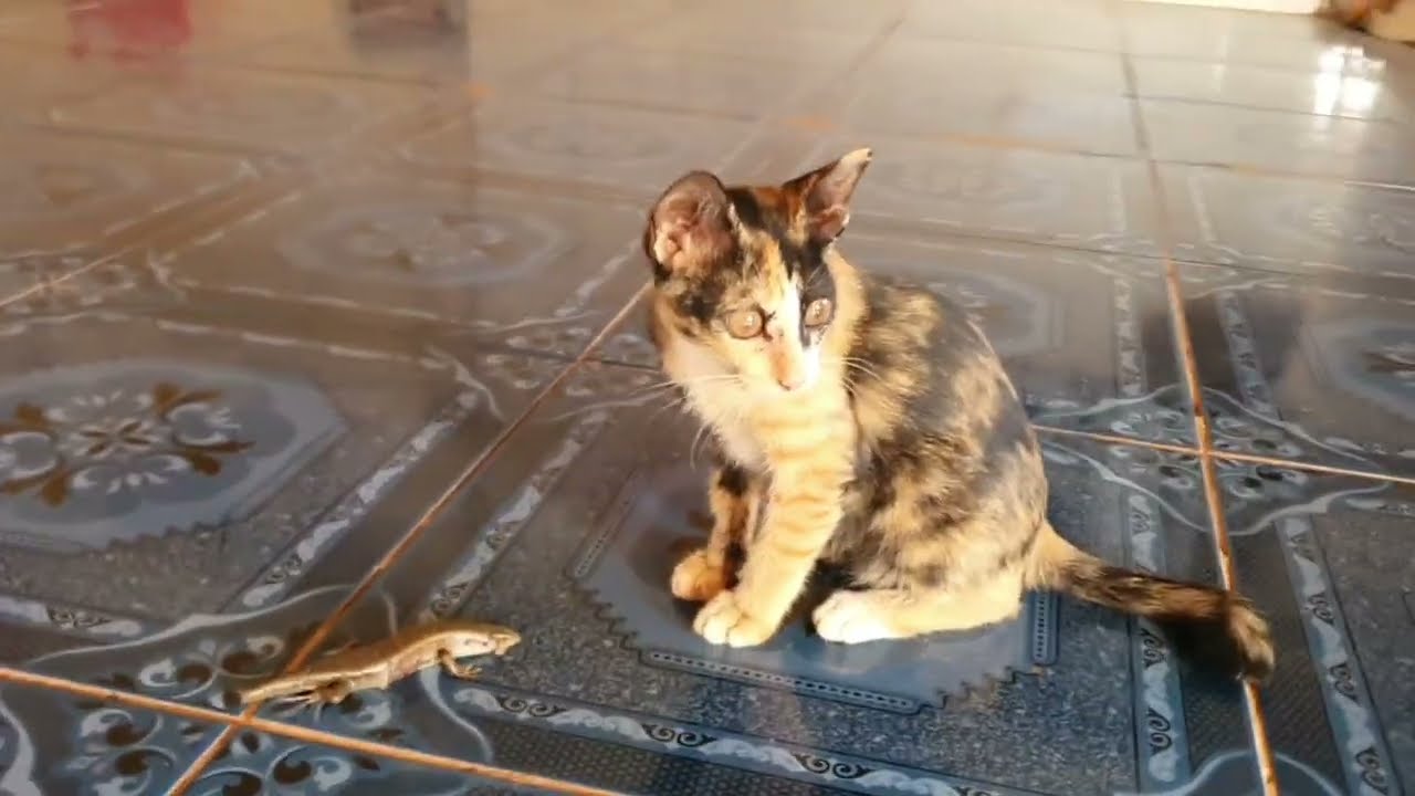 What is the kitten playing with here? | funny cat video 