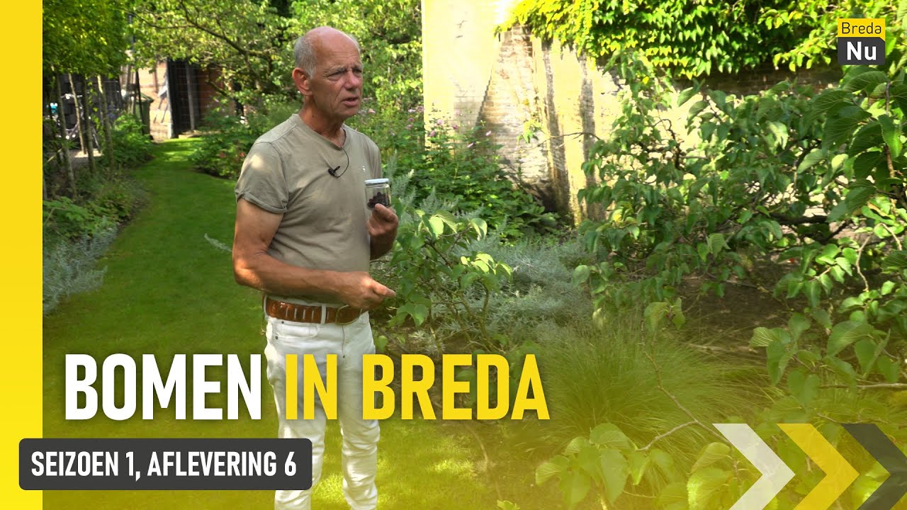 De Moerbeiboom in de tuin van de Nieuwe Veste | Bomen in Breda