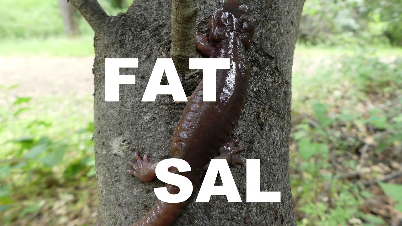 One FAT Arboreal Salamander