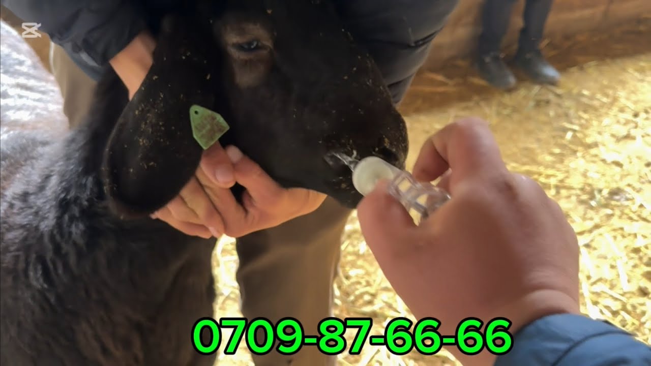 Келди 🙋🏻‍♂️✅0709-87-66-66☎️Срочно Коргуло🔥🔥🔥