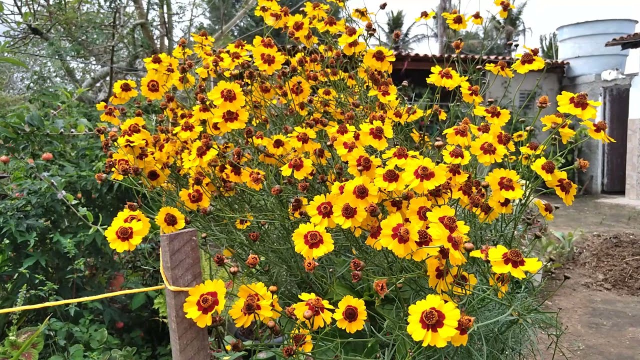 coreopsis tinctoria e outras espécies
