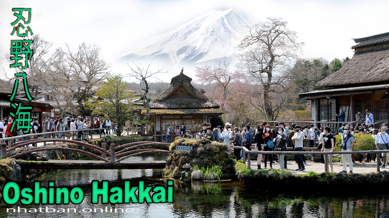 Oshino Hakkai - Top things to do around Fuji  忍野八海 - japan Walk video |#4k#忍野八海 #富士山 | Explore Japan