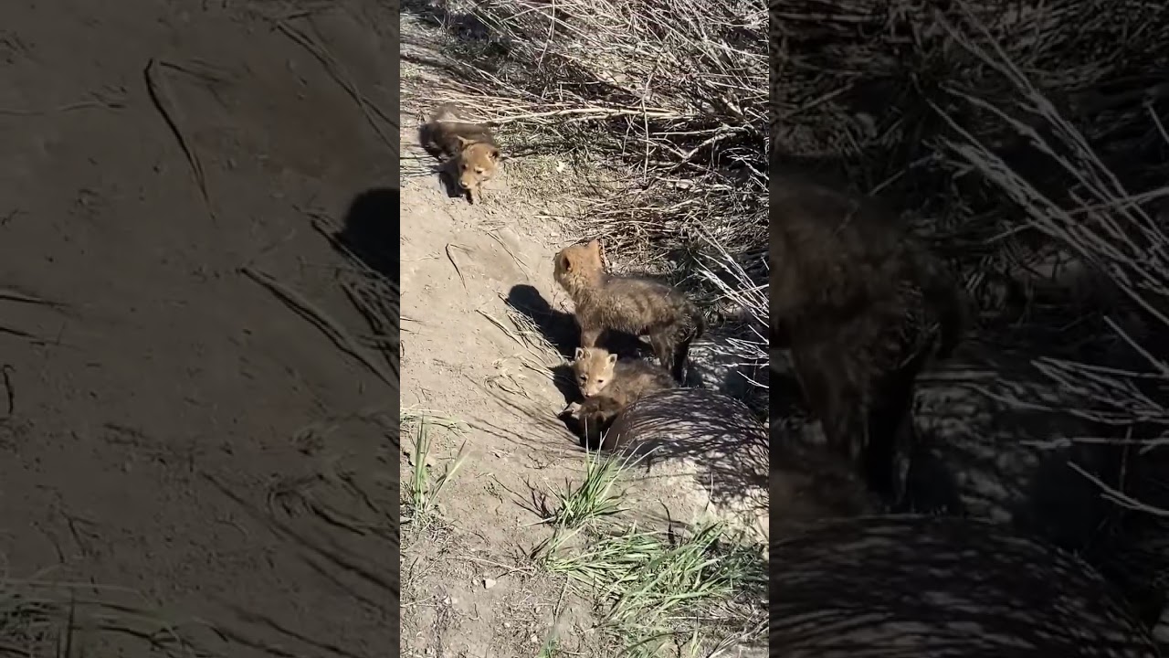 Coyote Pups In Den 🐺      #coyotes #coyote #coyotepups #coyotepuppies #den