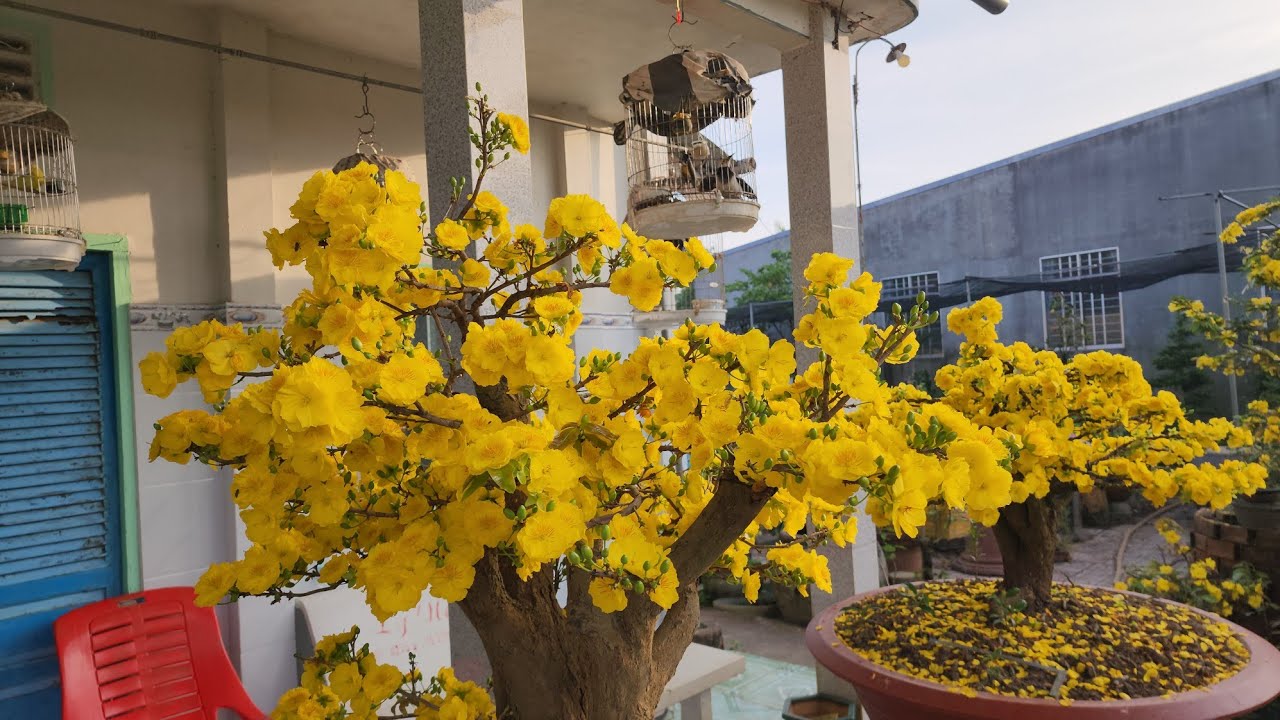 Sáng 19.01 ÂL - Đo Độ To - Phôm Bông Các Giống Mai Khi Nở Rộ