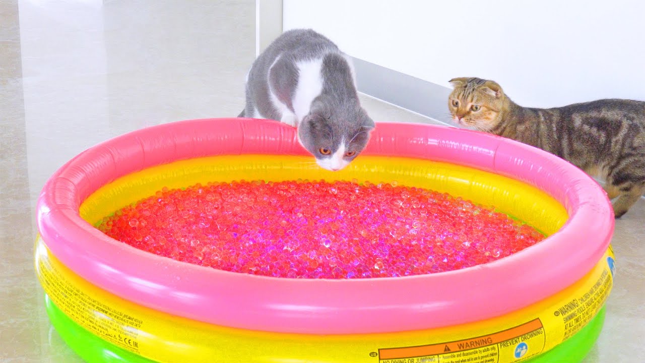 Can Cats Walk On Orbeez? | Compilation