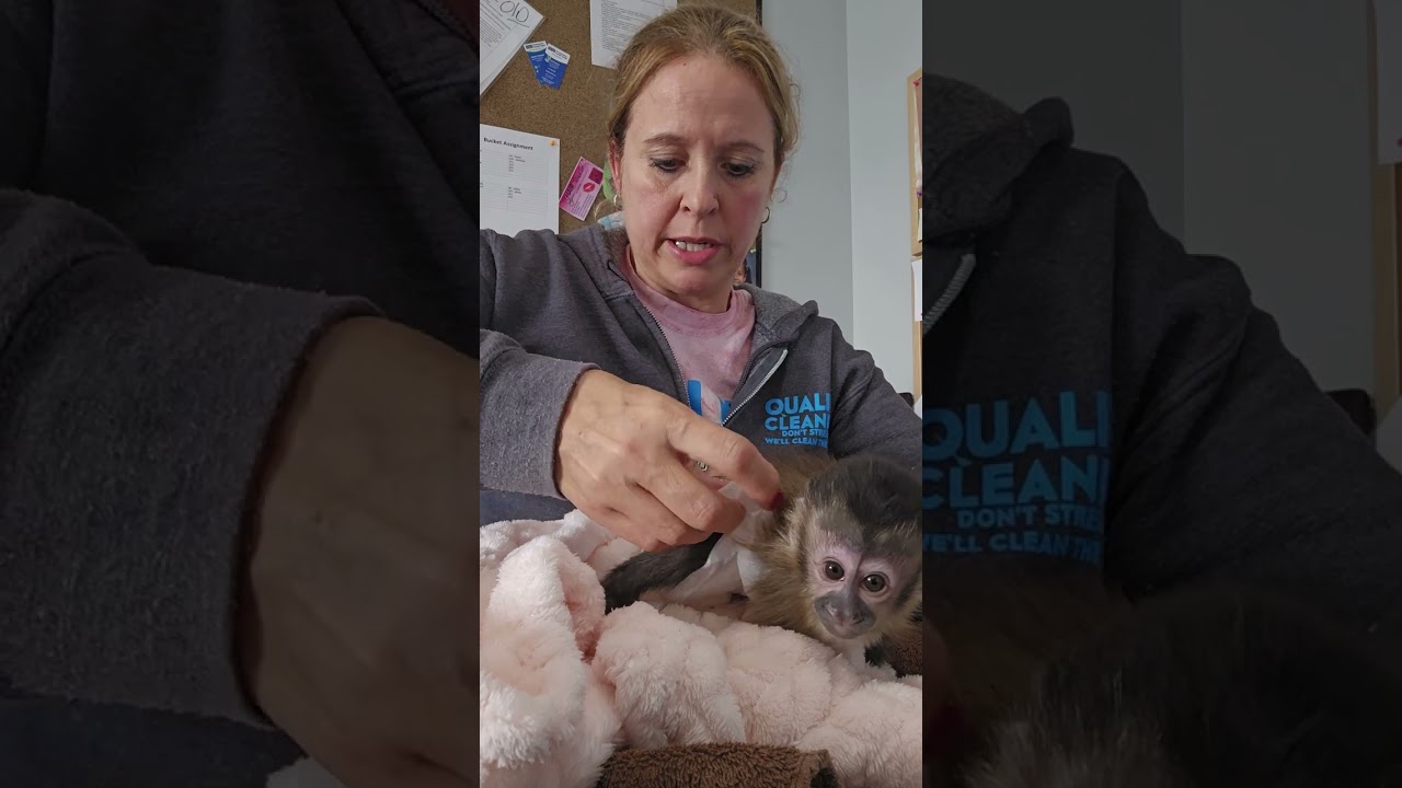 Baby monkey diaper change