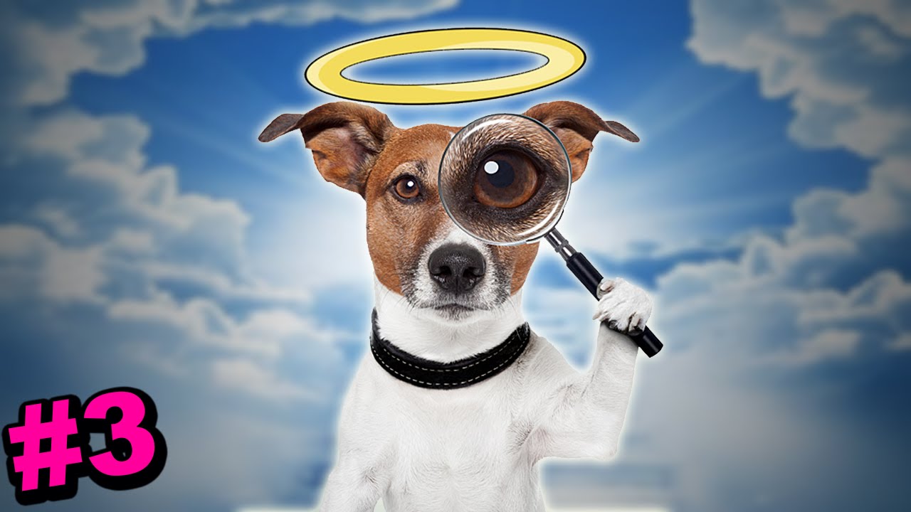 SALVAMOS O CÉU CANINO | Pom Gets Wi-Fi (Parte 3 - FINAL)