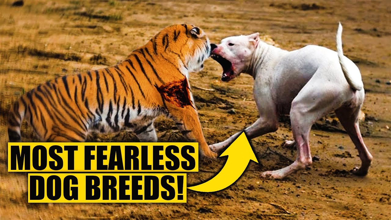 5 Most Fearless Dog Breeds in the World