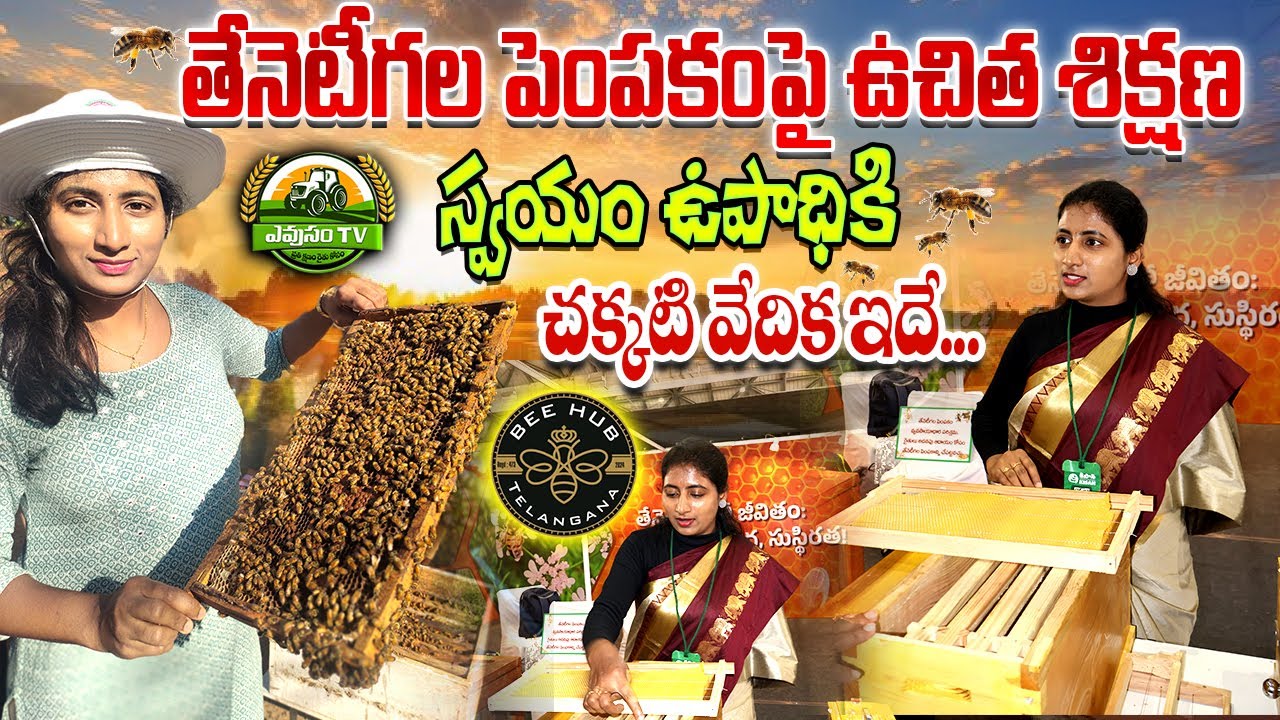 ఎకరానికి 5 బాక్సులతో తేనెటీగల పెంపకం || Free Training on beekeeping || Apiculture || Evusam Tv