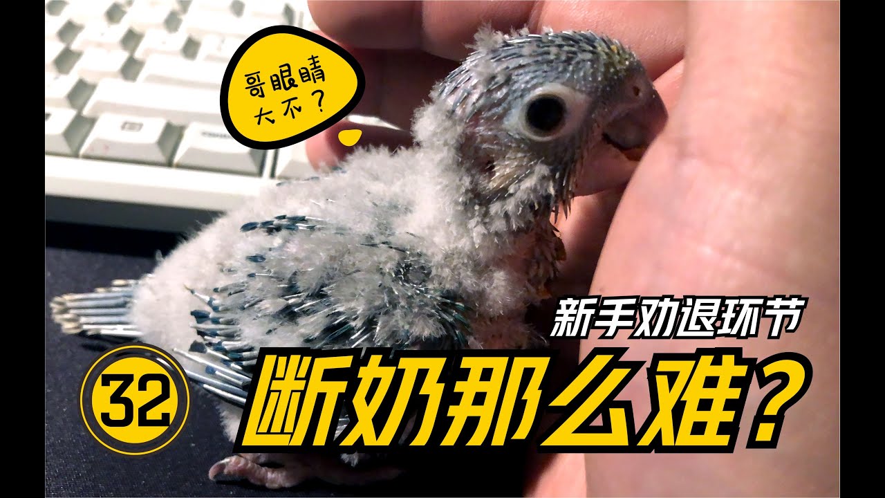 莫慌！奶鸡是这样炼成的~【#32】手养鹦鹉【断奶期】奶鸡必经之路~断奶期那点事儿~ | 鹦鹉饲养 |  鹦鹉训练 |