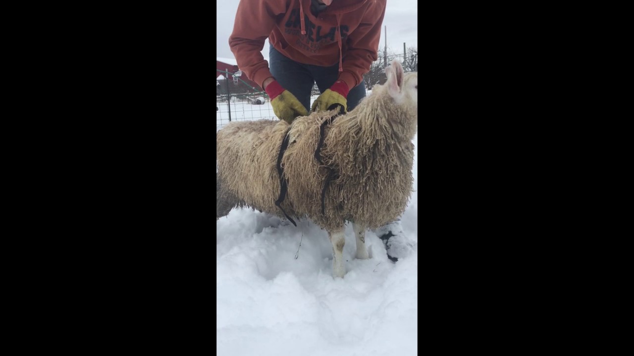 Ram Marking Harness Fit and Breeding Preparation at Schulz Sheep Farm