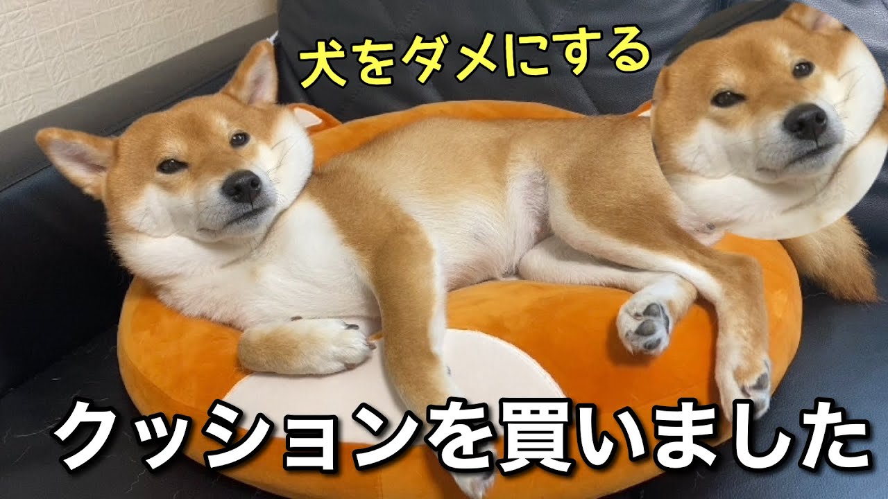 柴犬クッションがお気に入りすぎてダメになってしまう犬