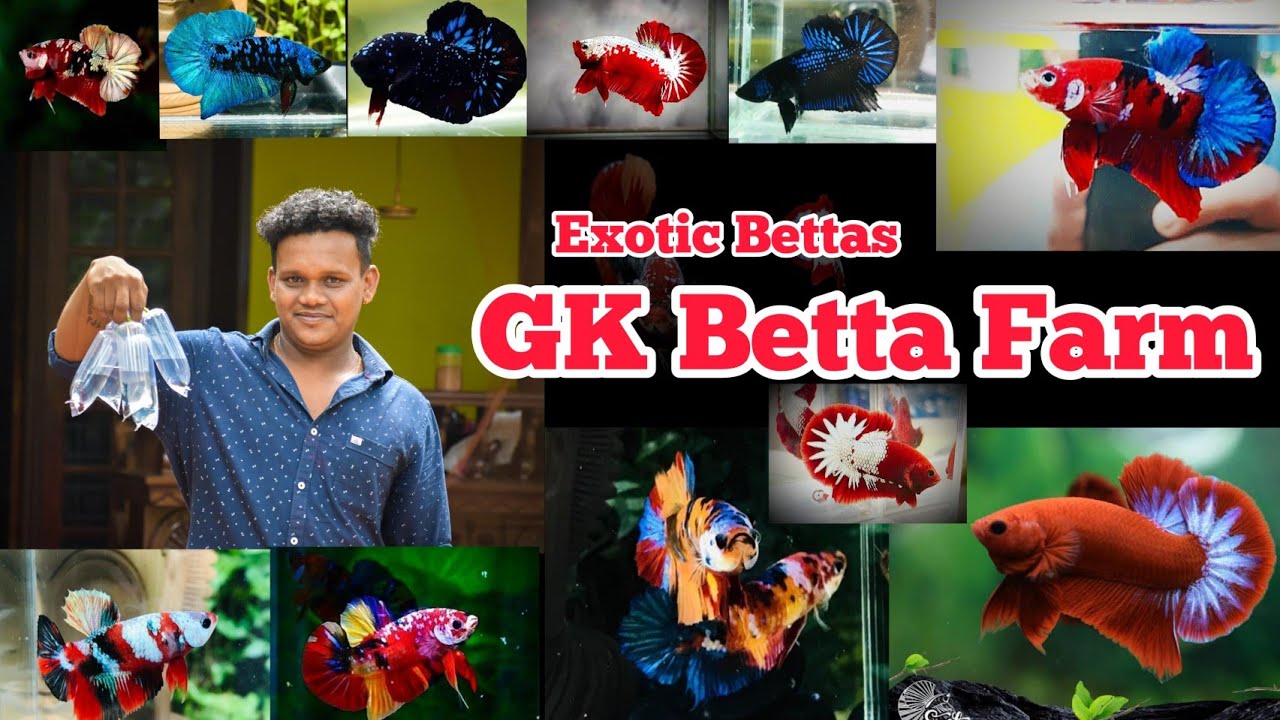 Exotic Betta Farm Thrissur Visit ||GK Bettas, Kunnamkulam || Malayalam || 2022||