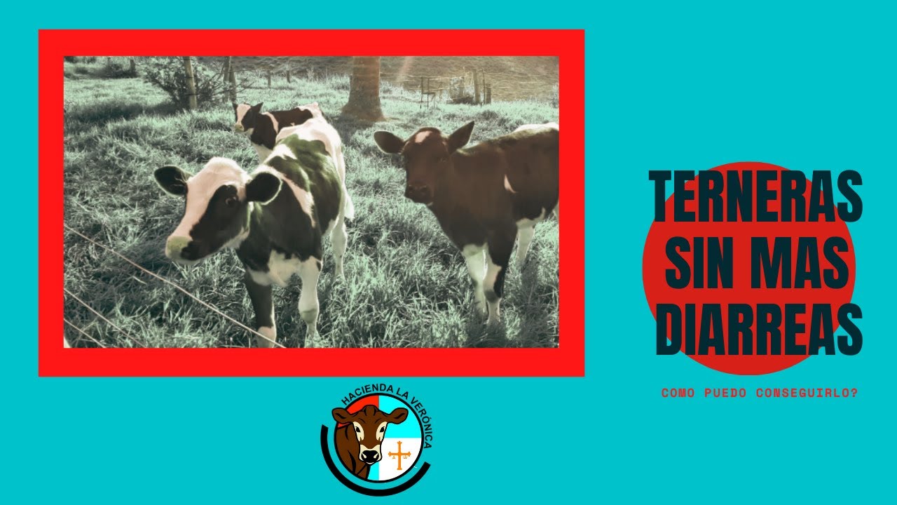 TERNERAS SIN MÁS DIARREAS...