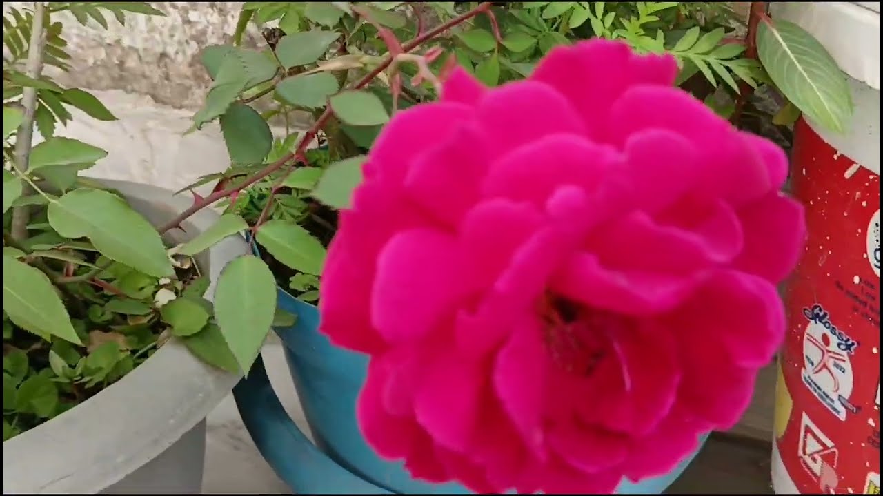 Good Evening Friends 🌹# আমার ছাদ বাগানের সুন্দর সুন্দর গোলাপ ফুল দিয়ে শুভ বিকালের সুভেচ্ছা বন্ধুরা🙏