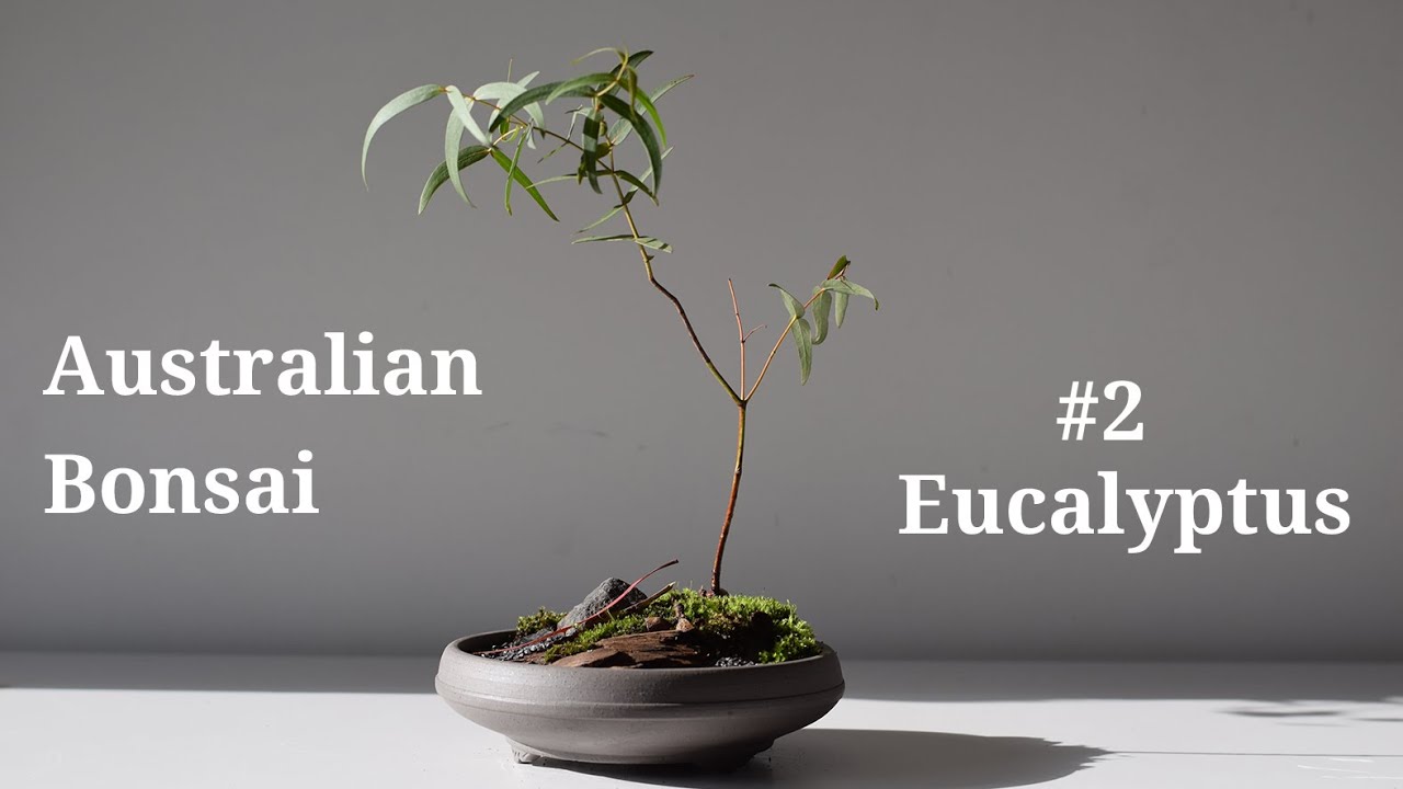 How to make an Australian Eucalyptus Bonsai