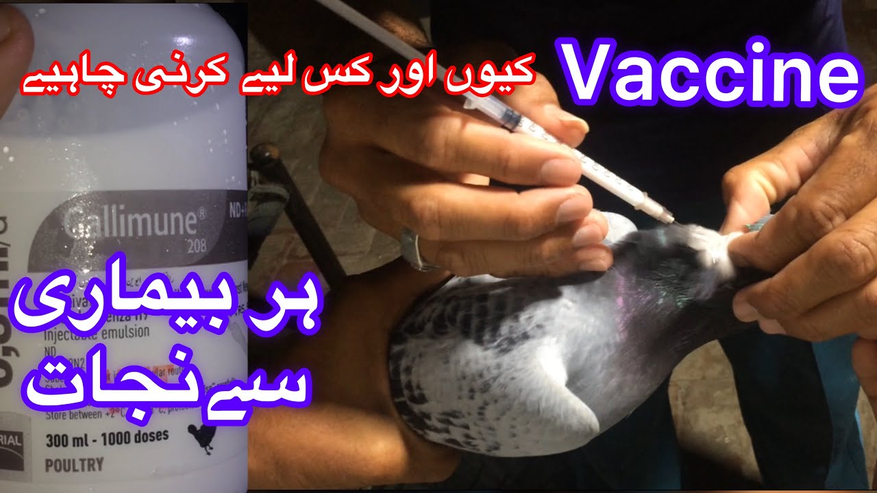 Pigeon Vaccination:How to vaccinate a pigeon | Best Vaccine for Racing Pigeons