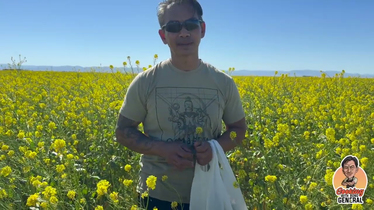 Picking wild mustard in Fresno California.  ដកស្ពៃព្រៃ នៅ ហ្វ្រេសណូ California  USA