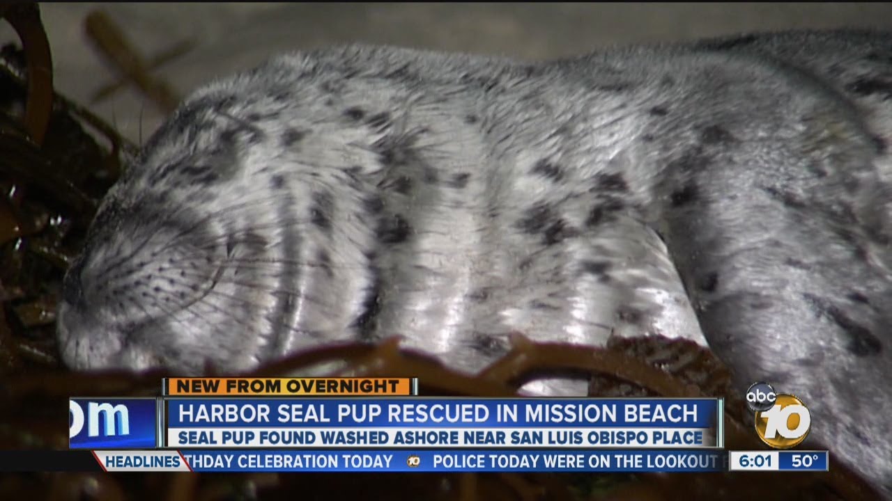 Harbor seal pup rescued in Mission Beach
