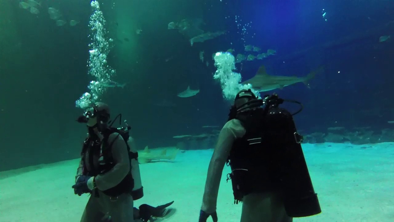 Scuba Diving the Mandalay Bay Shark Reef Tank - Las Vegas
