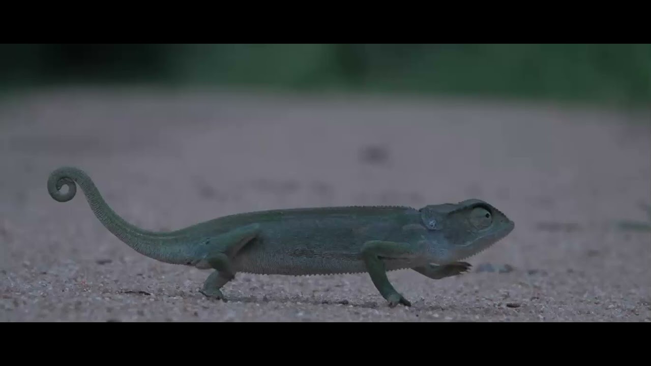 Flap-Necked Chameleon on the move