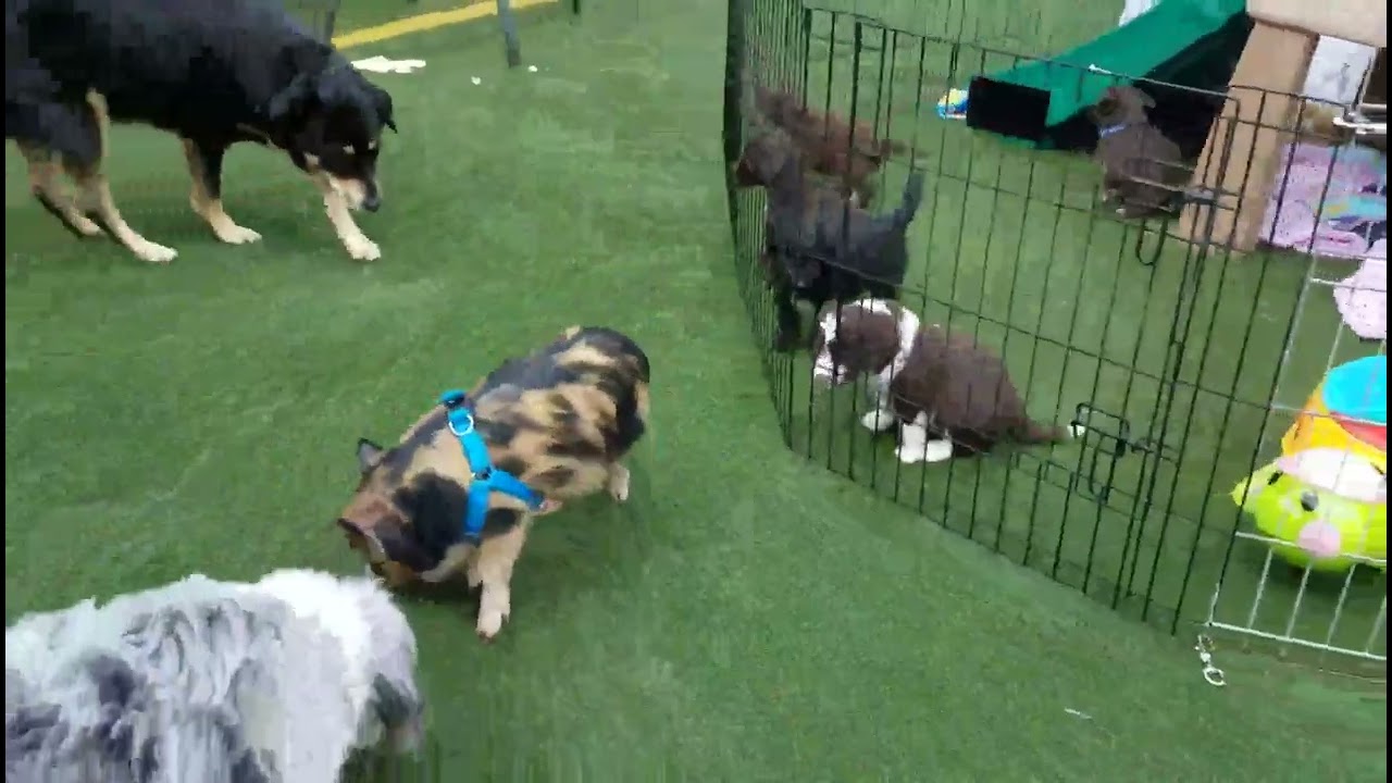 Piggy Frodo Meets Puppies