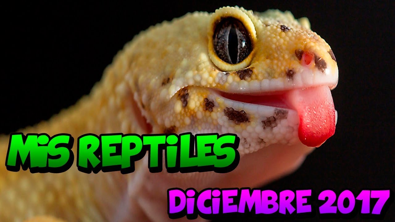 Mis Reptiles (Diciembre 2017)