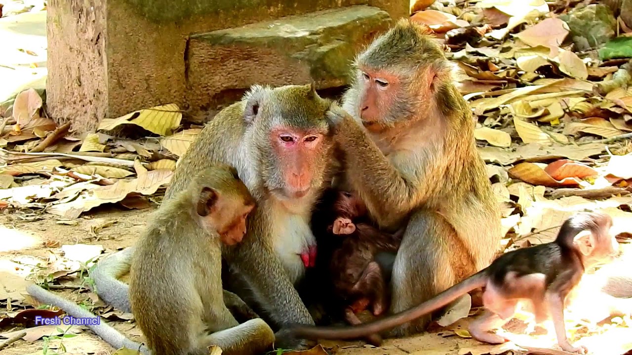 Jane Family🐒, happy family Monkey Jane, lovely Jane #7909
