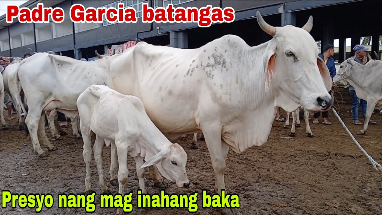 Presyo Nang Mainahang Baka sa Garcia Batangas Livestock Auction! Updated Prices