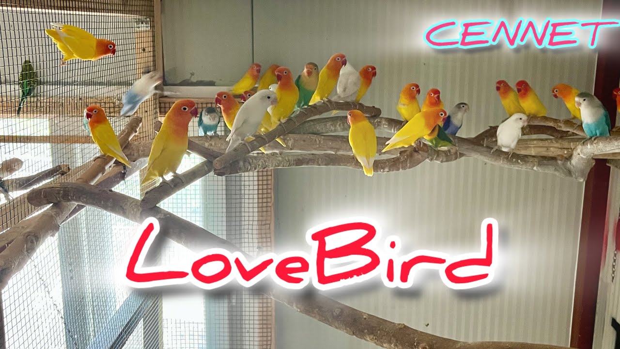 Lovebird | Cennet Papağanları | Salma Üretim #cennetpapağanı #lovebirds #parrot #papağan 