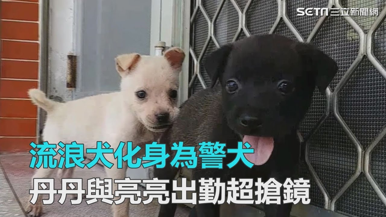 流浪犬化身為警犬　丹丹與亮亮出勤超搶鏡｜三立新聞網SETN.com