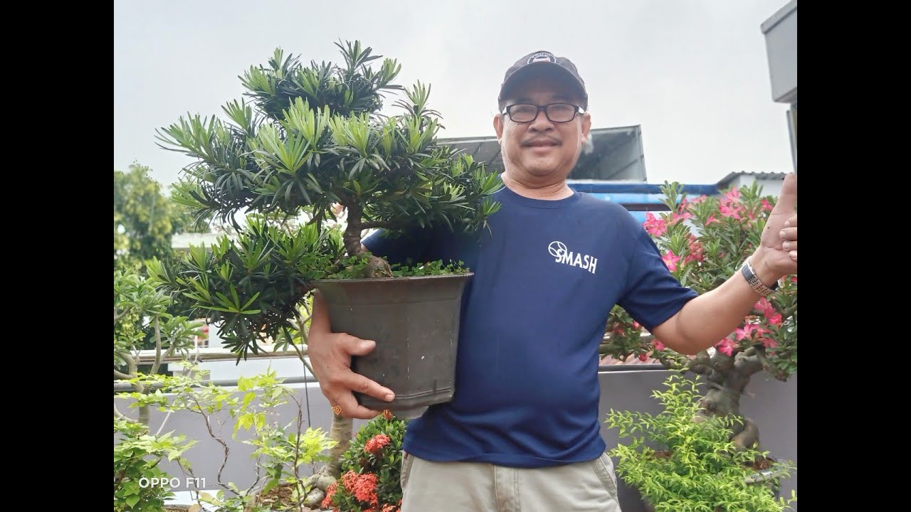 TÙNG LA HÁN - CHĂM VÀ NHÂN GIỐNG VƯỜN THU BONSAI
