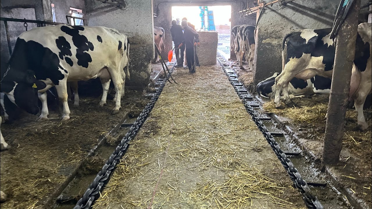 Zgarniacz łańcuchowy w małej oborze