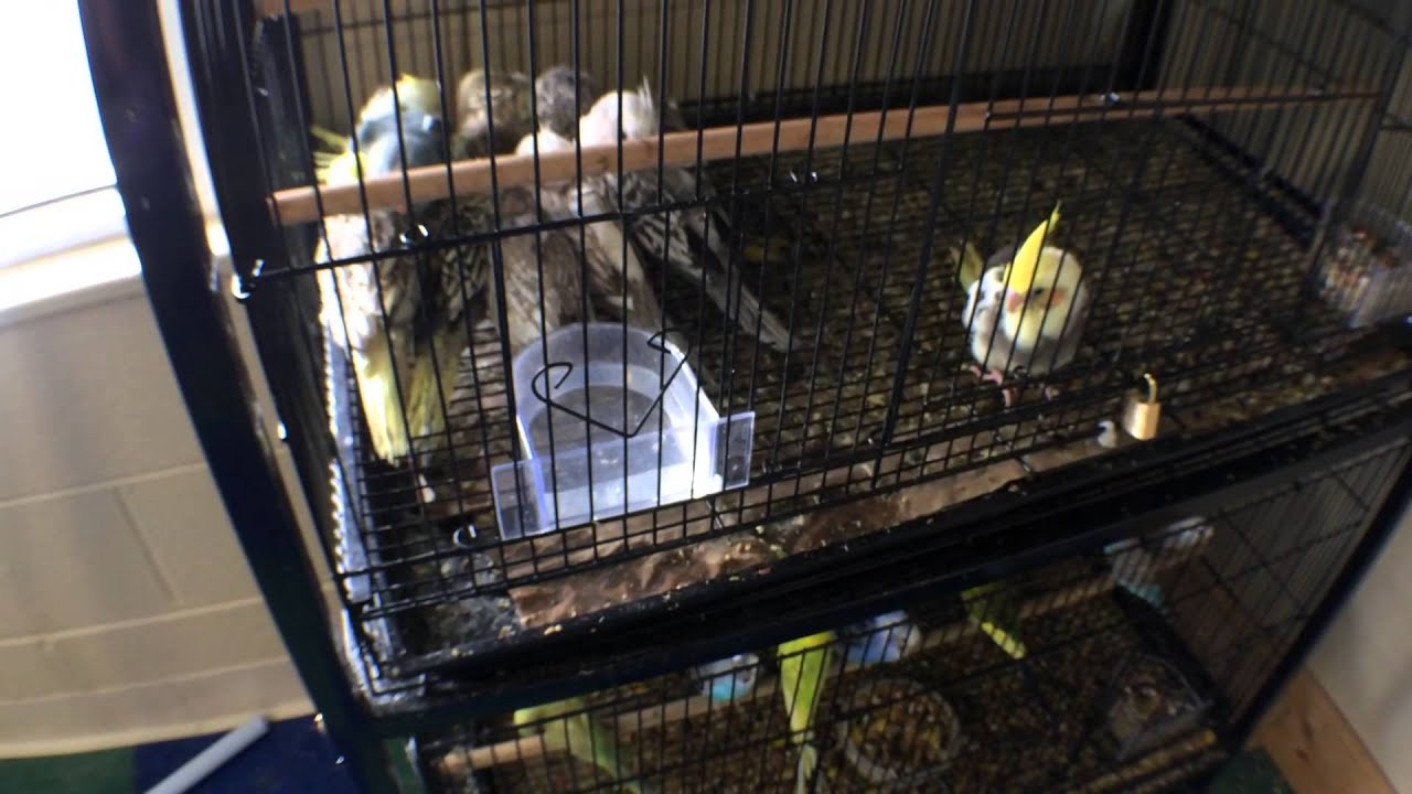 Robertson County Gets New Exotic Pet Shop