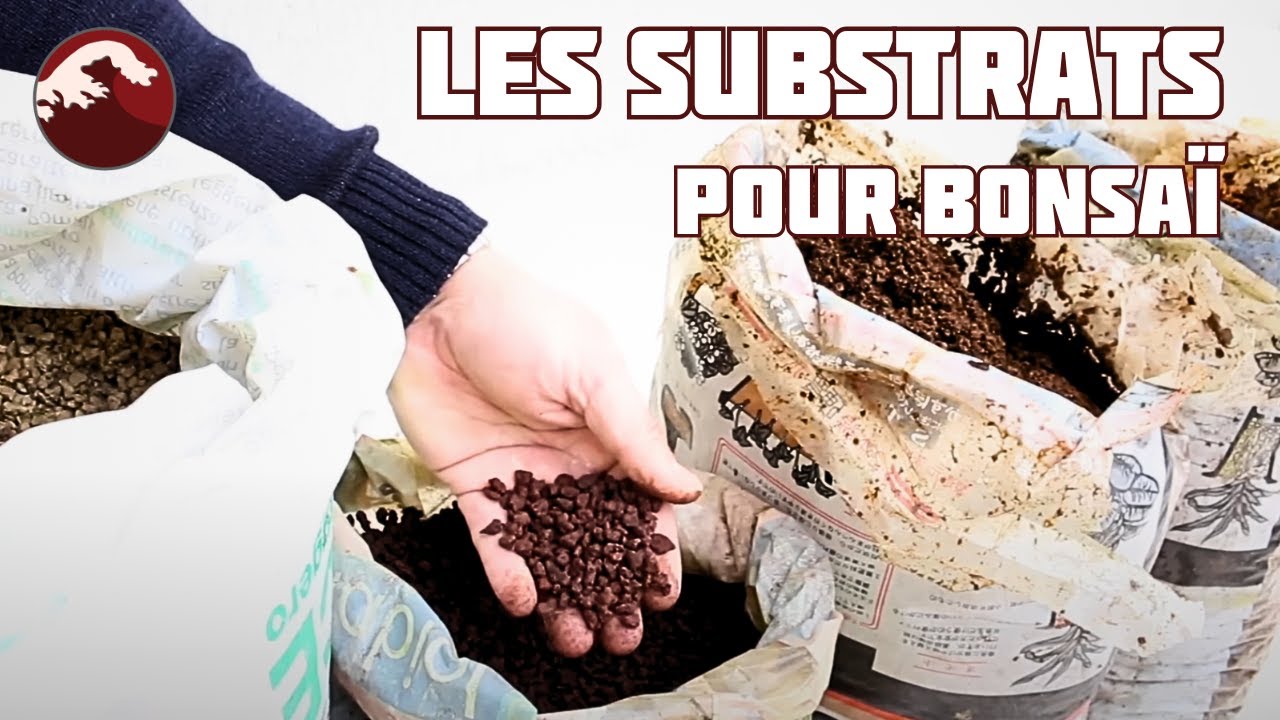 ОСНОВАНИЯ ДЛЯ BONSAÏ - BONSAÏ ССЫЛКА ТОМ 7 - 🌱NEJIKAN BONSAI 🌱