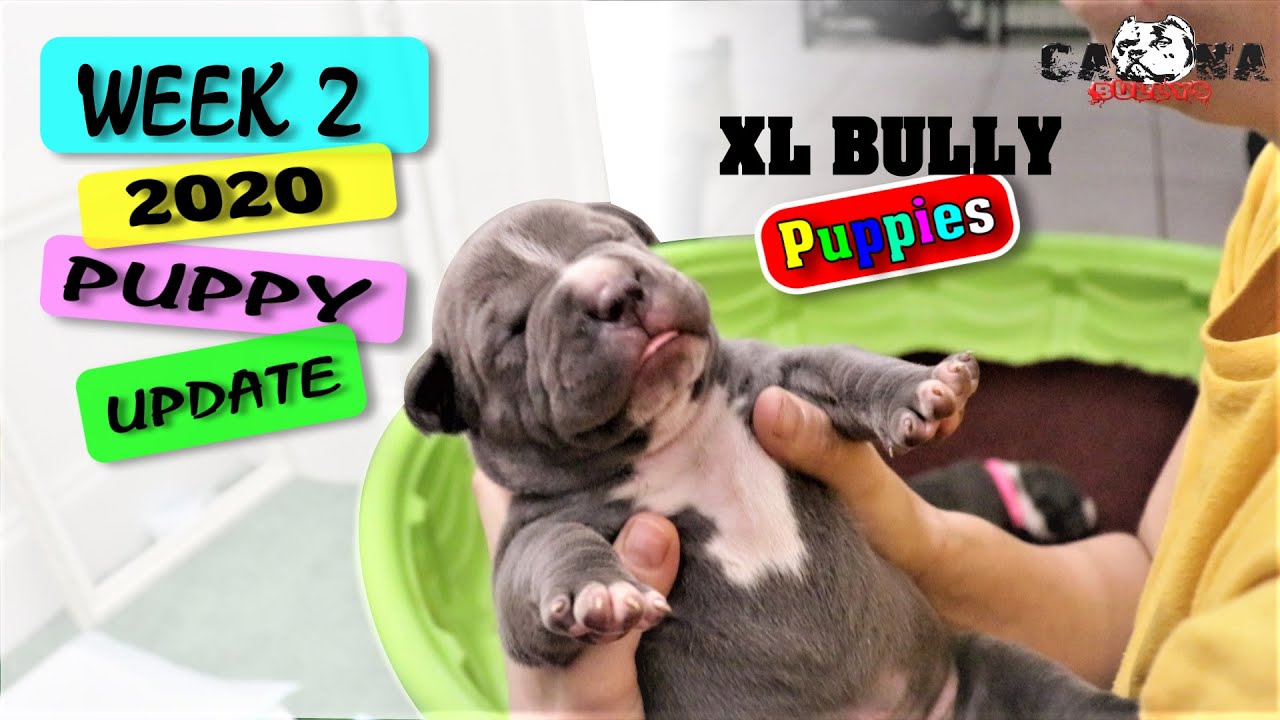 2 Week Old Puppy UPDATE - Caona Bully's 2020 XL Bully Puppies + (Whelping Tips)