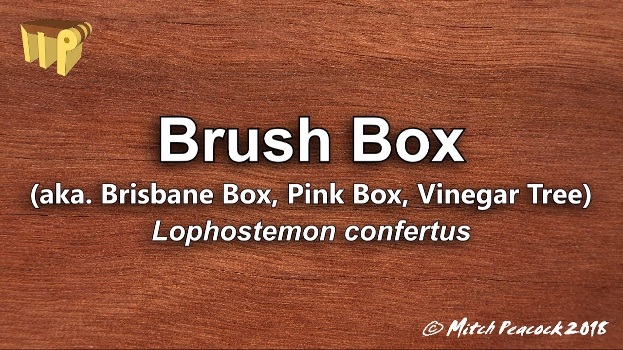 Brush Box (lophostemon confertus) - Mitch's World of Woods