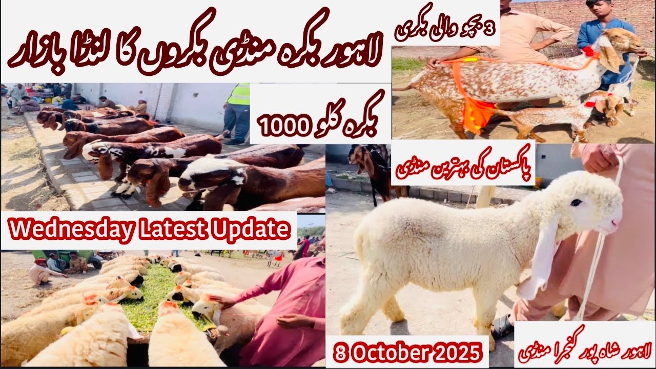 Wednesday Latest update | Shahpur Kanjra Mandi |Bakra Mandi Lahore | Goat Farming pakistan|8.10.2025