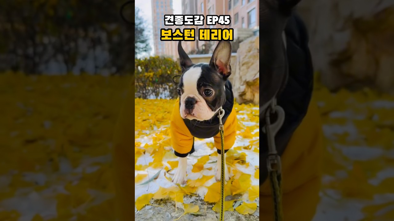 턱시도 입은 미국 신사: 보스턴 테리어 | 견종도감 EP55