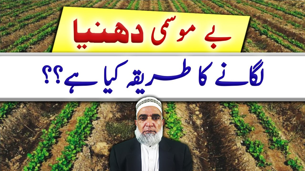 Method of Coriander cultivation during off season || Crop Reformer