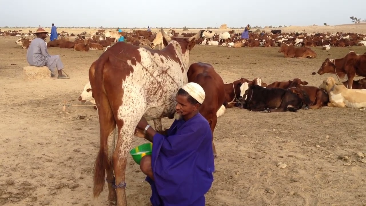 Vaches Laitières Zébu Peuhl de Dialloubé, Mopti, Mali.