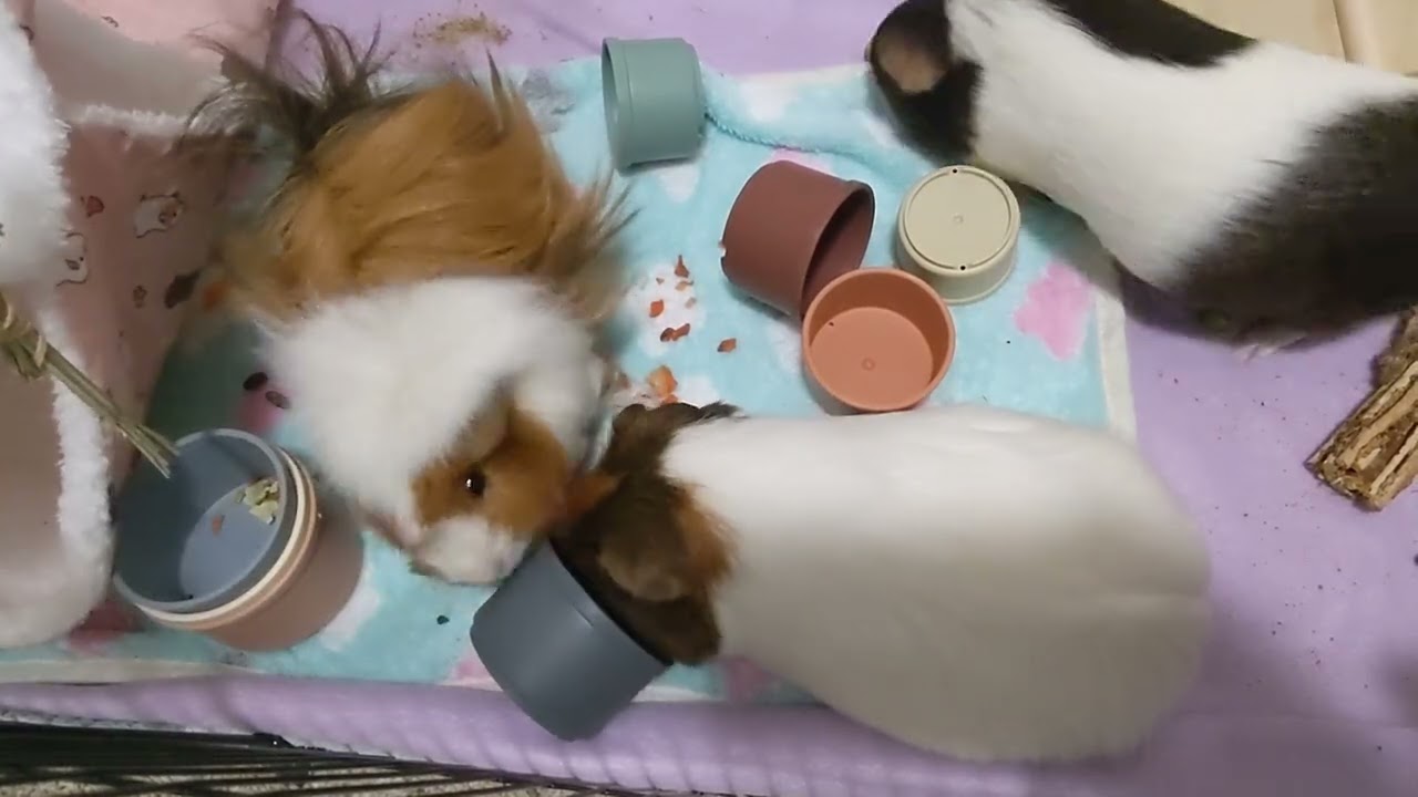 Greedy guinea pig leeches off of fat guinea pigs hard work