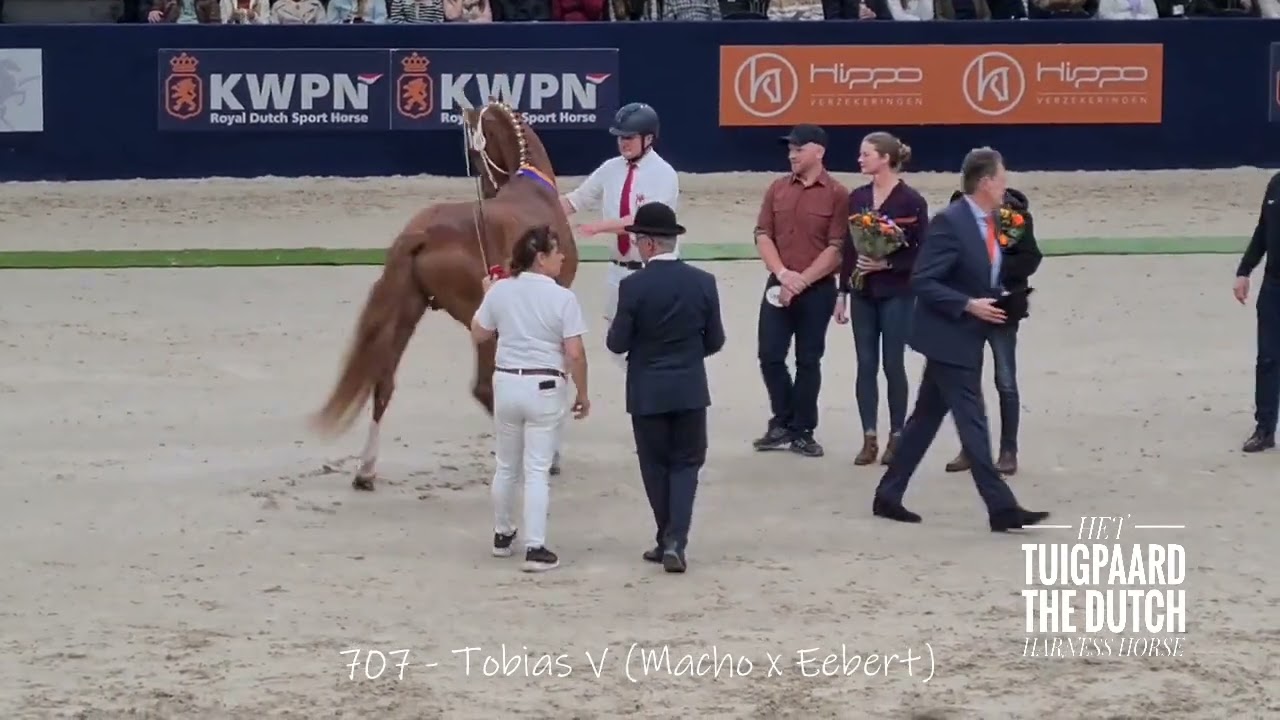 2026 KWPN Stallion Show - premium Dutch Harness Horse stallions 707 & 714