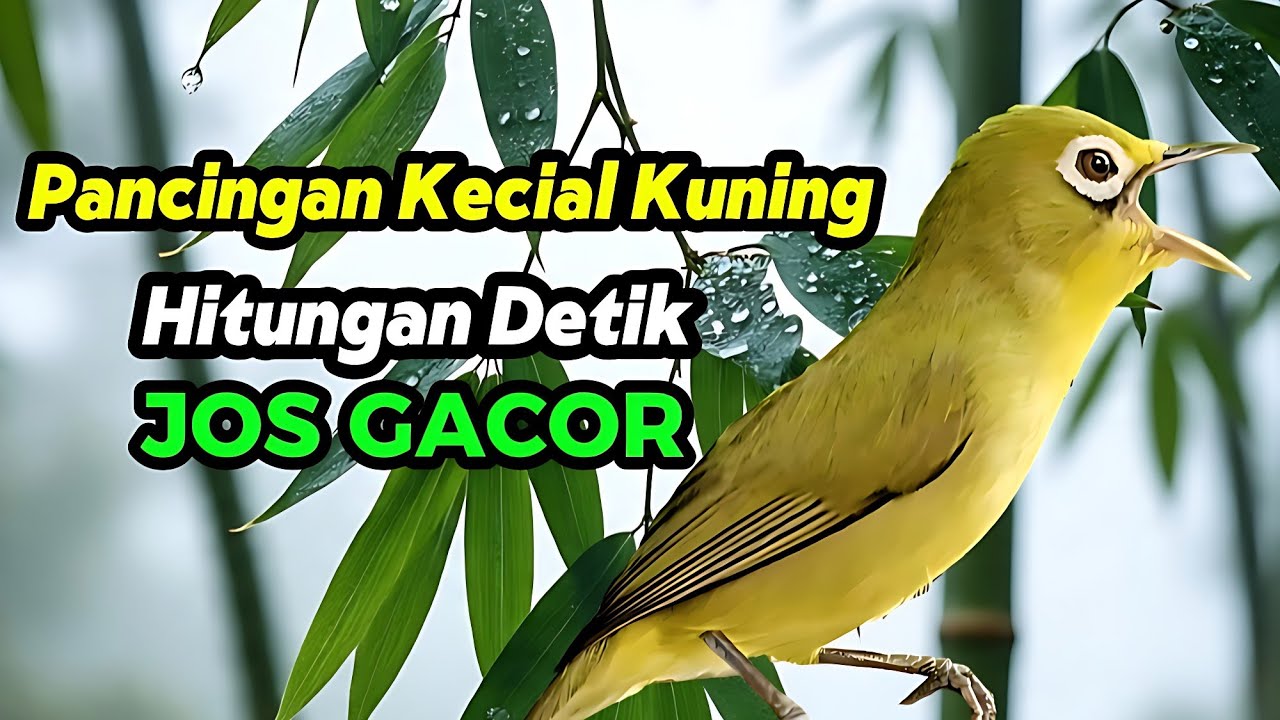 Pancingan Kecial Kuning Ngejos Gacor Hitungan Detik Ikut Jos Gacor 