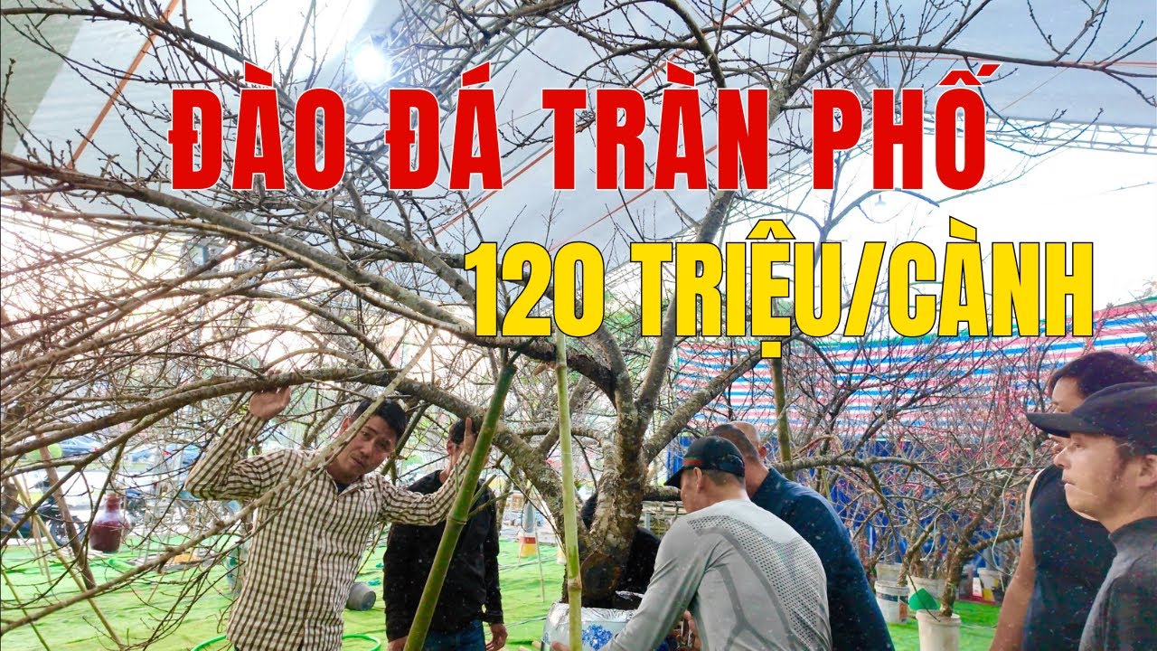 Đào rừng đổ bộ Hải Phòng: Cành 