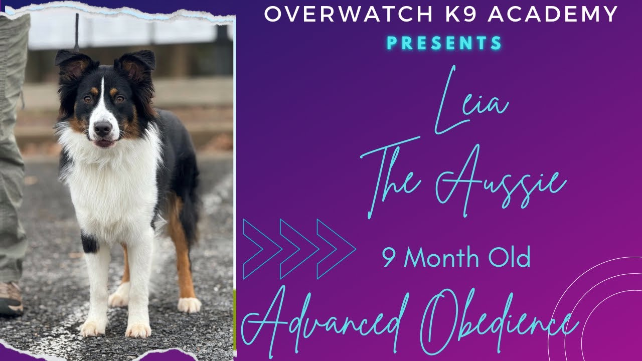 Leia | 9 Mo Aussie | Advanced Obedience | OverWatch K9 Academy 