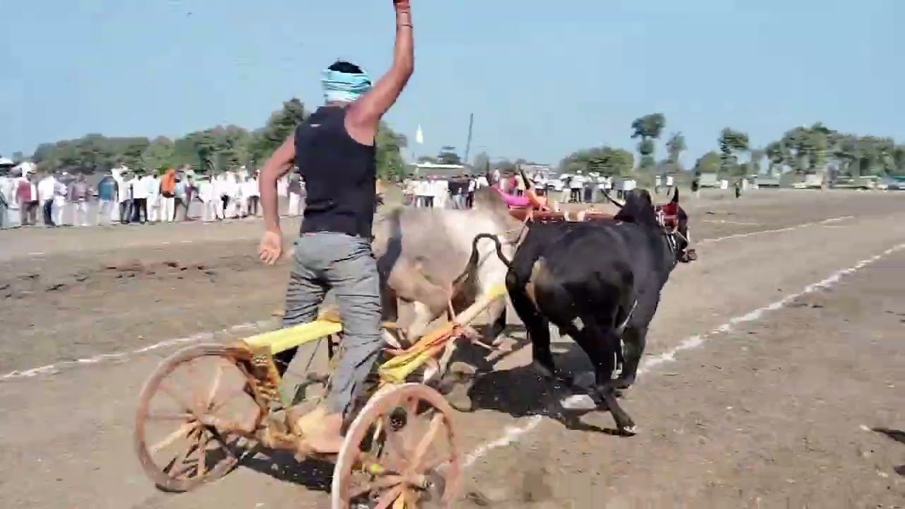 bailgadi Daud Pratiyogita Harda ke video