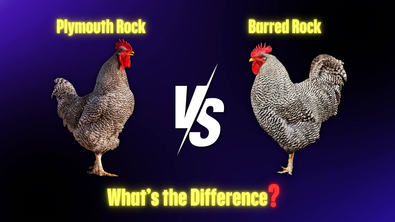 Plymouth Rock vs Barred Rock What&rsquo;s the Difference and Which Chicken is Right for You